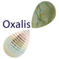 Lamp glass - lamp rods / oxalis